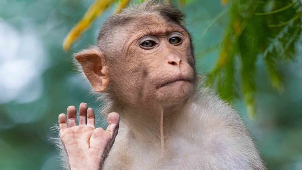 La próxima vez que veas a un mono, mejor no te saques un selfi